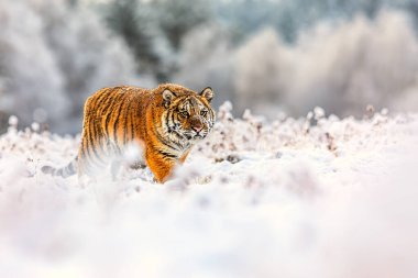 Erkek Sibirya Kaplanı (Panthera tigris tigris) kış taygasında çok fazla karla