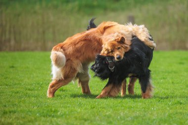 Erkek, siyah ve altın. Hovie köpeği oynamaya teşvik ediyor.