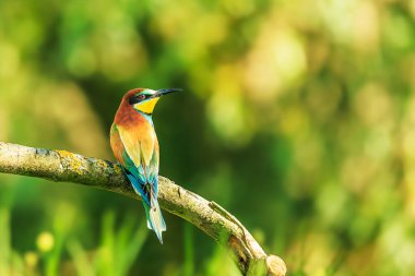 Avrupa arı yiyici (Merops apiaster) renkli bir kuş pozu