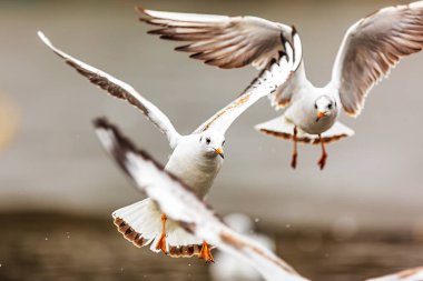 küçük siyah başlı martı (Chroicocephalus ridibundus)