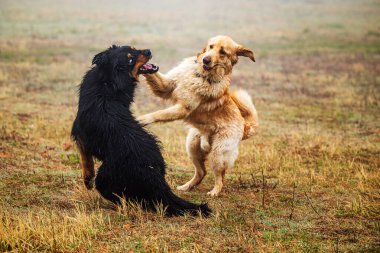 Erkek, siyah ve altın. Hovie köpeği. Oynamak istiyorlar.