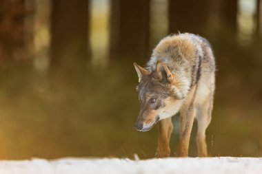 Erkek Avrasya kurdu (Canis lupus) karda arka planda güçlü bir ışık altında