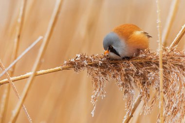 Erkek sakallı sazlar (Panurus biarmicus) sazlıklarda tohum toplarlar.