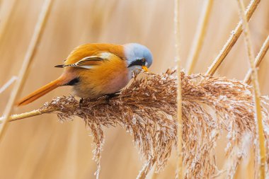Erkek sakallı sazlar (Panurus biarmicus) sazlıklarda tohum toplarlar.