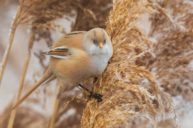 Dişi Sakallı Reedling (Panurus biarmicus) tohumları yer