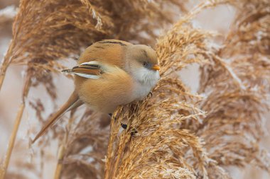 Dişi sazlıklardaki sakallı sazlar (Panurus biarmicus)