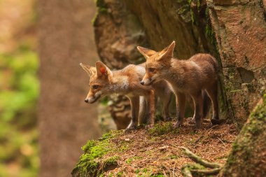 Delikten önce iki genç kızıl tilki (Vulpes vulpes)
