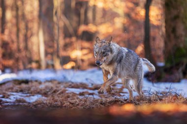 Avrasya Kurdu (Canis lupus lupus) kayın ormanında doğrudan güneş ışığı altında kar üzerinde koşar