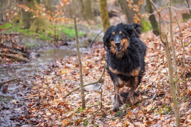 siyah ve altın Hovie köpeği Hovawart mutlu ve kirli