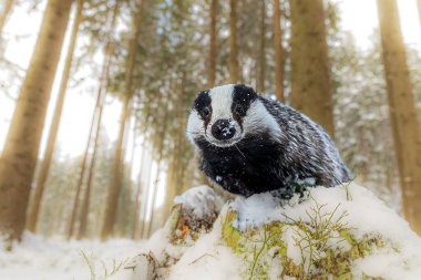 Eski Avrupalı porsuk (Meles meles) fotoğrafı çok yakından, ağzında kar kalıntısı var.