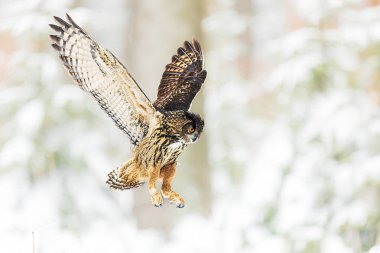 Avrasya kartal baykuşu (Bubo bubo) ormandaki kara düşer.