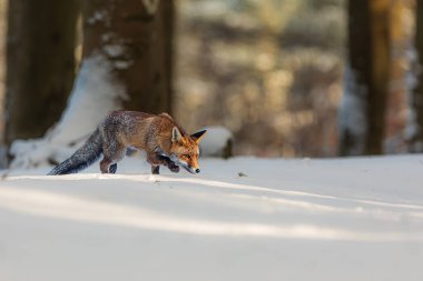 Kızıl tilki (Vulpes vulpes) karda yiyecek arıyor.