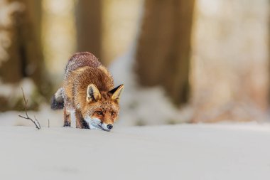 Kızıl Tilki (Vulpes vulpes) Ağzı kara yakın