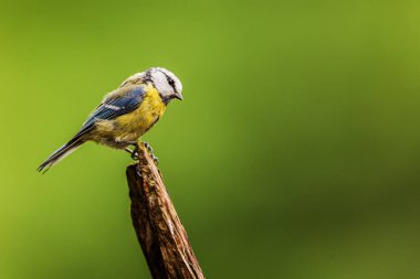 young Eurasian blue tit (Cyanistes caeruleus)