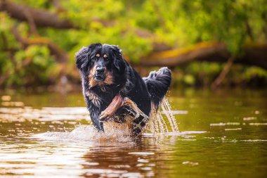 Siyah ve altın renkli Hovie köpeği Hovawart nehirde süzülüyor.