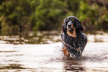 Siyah ve altın rengi Hovie köpeği Hovawart nehirde süzülüyor
