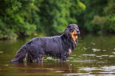 siyah ve altın Hovie köpek Hovawart nehirde duruyor