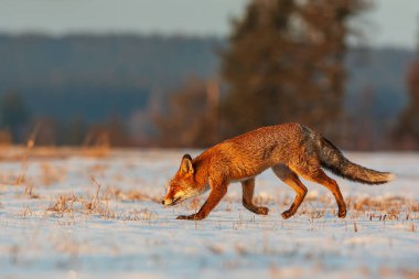 Kızıl Tilki (Vulpes vulpes) sabah güneşinde karda