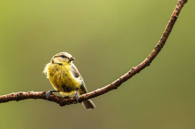 young Eurasian blue tit (Cyanistes caeruleus) sitting on small branches and looks to the right