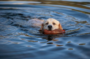 Erkek golden retriever yakalayıcı ile yüzer