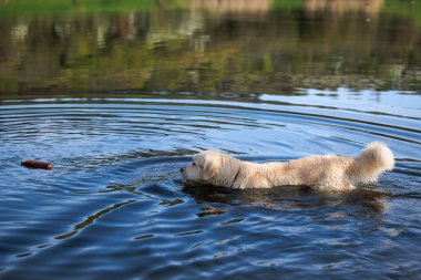 Erkek Golden Retrieveris 'ler suyun içinde, yakalayıcı arıyorlar.