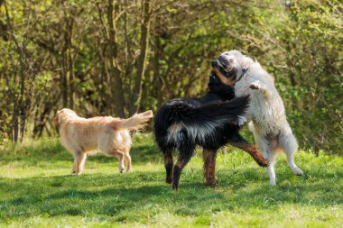 Erkek siyah ve altın rengi Hovie köpeği Hovawart ve iki golden retriever.