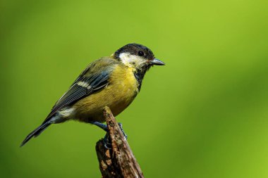 Great tit, (Parus major) textbook portrait of an atlas of birds