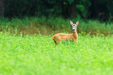 Yumurta geyiği (Capreolus capreolus), ayrıca 