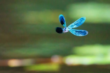 Yusufçuk bantlı matmazel (Calopteryx ihtişamlı) nehirde uçuyordu.