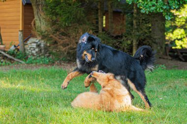 Siyah ve altın rengi Hovie köpeği Hovawart sarışın bir kadınla eğleniyor.