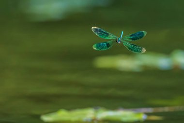 Yusufçuk, suyun üzerinde uçarken matmazel Calopteryx 'i bantladı.