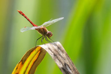 Sazlık sapında kırmızı damarlı dart veya göçebe (Sympetrum fonscolomthe)