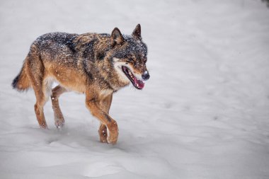 Karlı kırsalda Avrasya Kurdu (Canis lupus)