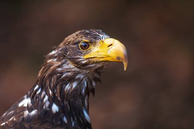 Beyaz kuyruklu kartal (Haliaeetus albicilla) detaylı portre