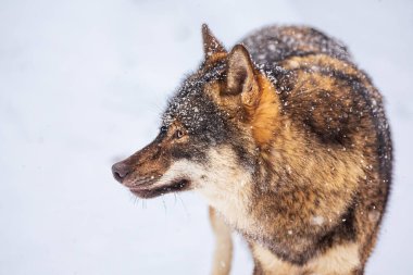 Avrasya kurdu (Canis lupus) kürkünde kar taneleri bulunur.
