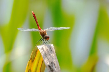 Kırmızı damarlı dart veya göçebe (Sympetrum fonscolomthe) bir sazlık yaprağının üzerinde oturuyor