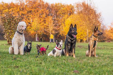 Alman çoban köpeği ve kaniş diğer köpeklerle oturma pozisyonunda poz veriyor.