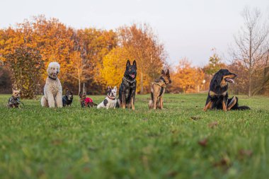Erkek, siyah ve altın rengi Hovie köpeği ve kaniş diğer köpeklerle oturma pozisyonunda poz veriyor.