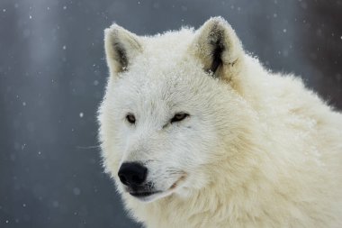 Erkek kutup kurdu (Canis lupus arctos) kar yağışı sırasında portresi