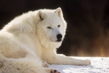male Arctic wolf (Canis lupus arctos) resting in the snow