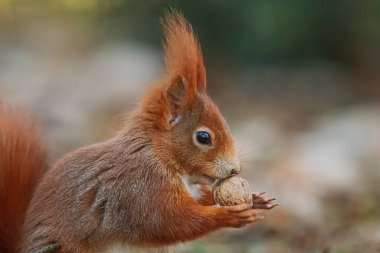 kırmızı sincap (Sciurus vulgaris) fındıklı yakın plan portresi