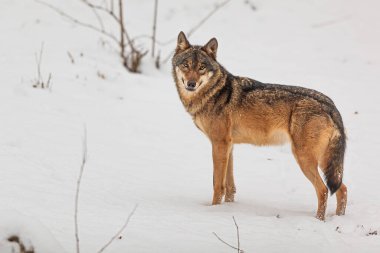 Yeni yağan karda Avrasya kurdu (Canis lupus)