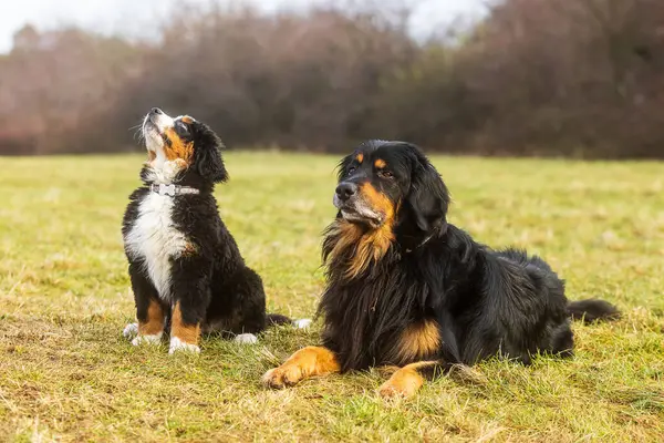 Siyah ve altın renkli erkek Hovie ve Bernese Dağ Köpeği