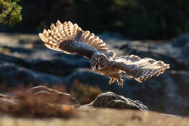 Büyük gri baykuş (Strix nebulosa) karşı ışıkta uçar