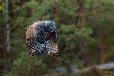 Büyük gri baykuş (Strix nebulosa) ormanda uçuyor