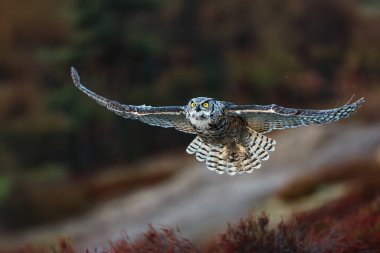Büyük boynuzlu baykuş (Bubo virginianus), kaplan baykuşu olarak da bilinir.
