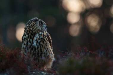 Alacakaranlıkta güzel bir arka lambası olan Avrasya kartal baykuşu (Bubo bubo)