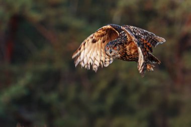 Avrasya kartal baykuşu (Bubo bubo) orman arka planında uçuyor