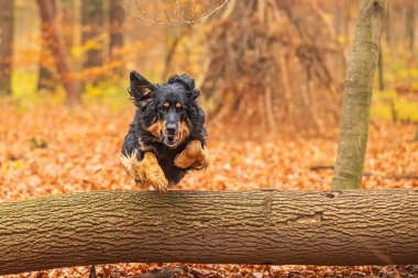 Erkek siyah ve altın renkli Hovie köpeği devrilmiş bir ağacın üzerinden atlarken