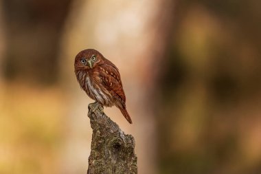 Şirin yırtıcı cüce baykuş (Glaucidium brasilianum) iyi bir ışık altında